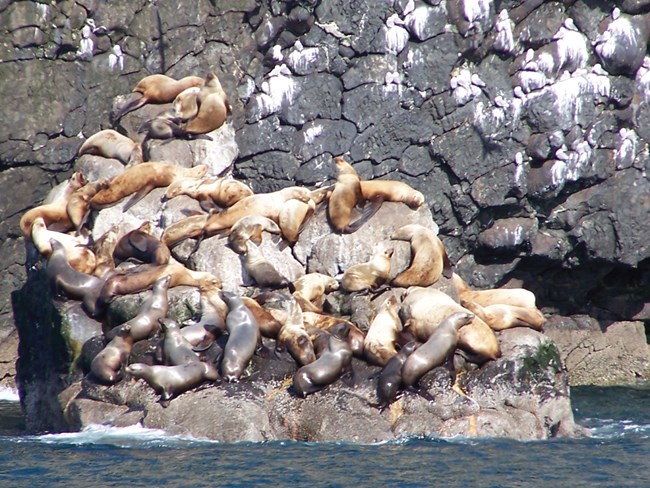 KEFJ accretionary wedge pillow basalt@10x sea lions on rocks with cliff of pillow basalt behind