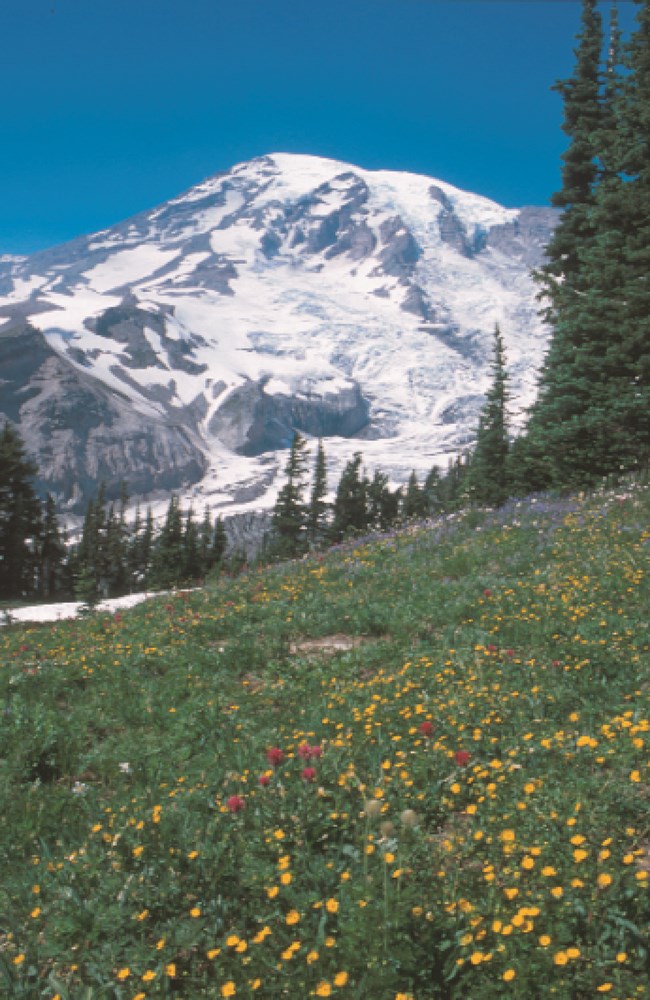 Photo 4.2 Mt. Rainier meadow flowers with glaciated peak in the distance