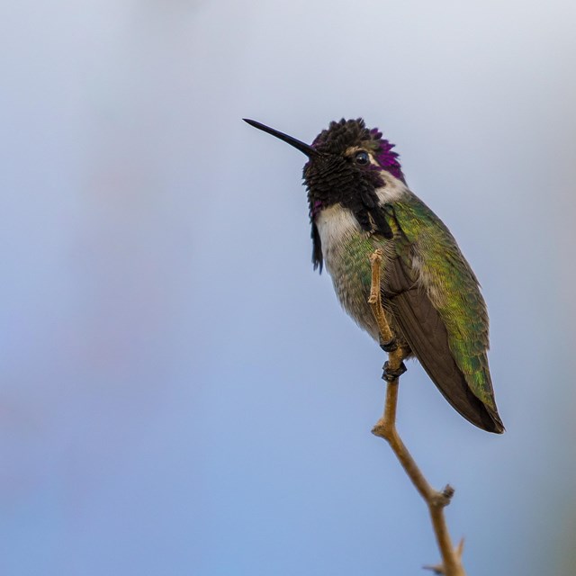 A Costa's humming bird sits atop a branch.