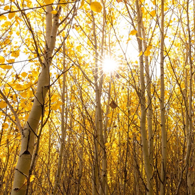 Sun shines through yellow aspen leaves.