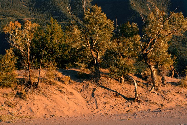 A dune formed around the trunks of cottonwood trees