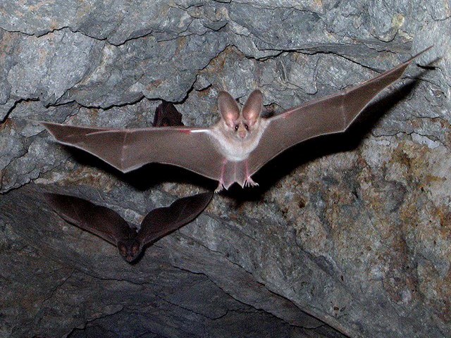 jotr bats crop bats in flight in mine passage